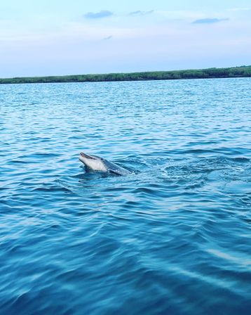 Playful dolphin surfacing in calm blue coastal bay near green salt marsh under a pastel sky