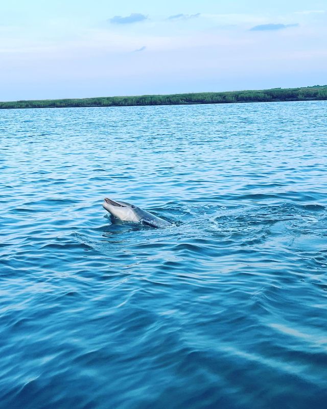 Playful dolphin surfacing in calm blue coastal bay near green salt marsh under a pastel sky