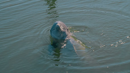 Playful dolphin surfacing in calm coastal waters, head above the surface with sunlight glinting on gentle ripples.