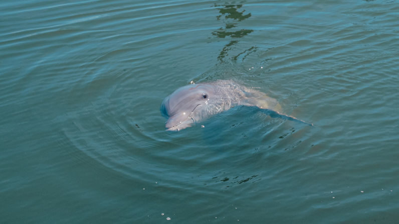 Playful bottlenose dolphin surfacing in calm blue-green coastal water, close-up showing its snout and eye with circular ripples.