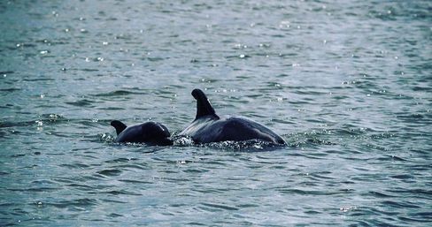 Playful pair of dolphins, an adult and a juvenile, surfacing together in sparkling coastal waters