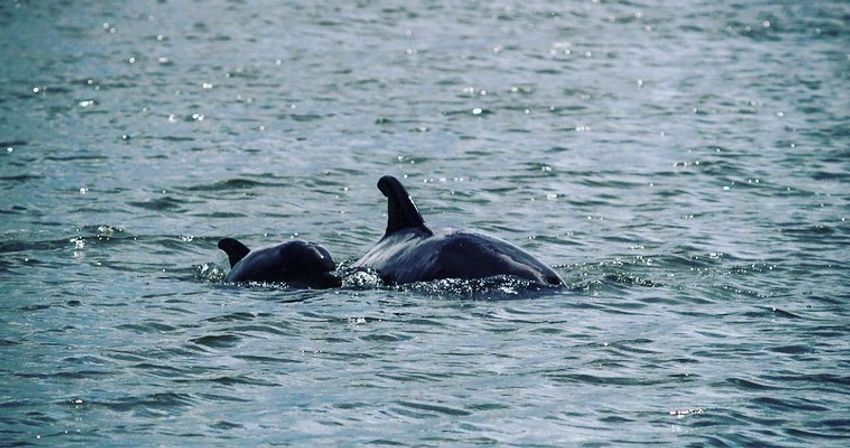 Playful pair of dolphins, an adult and a juvenile, surfacing together in sparkling coastal waters