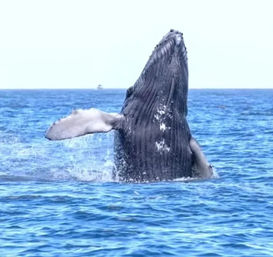 Casa Alvar: 5BR Luxury Villa with Ocean Views, Infinity Pool & VIP Concierge at Quivira image 101