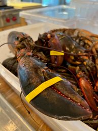 Close-up of live lobsters with yellow rubber bands on their large claws, packed in a white plastic tray at a seafood market or kitchen prep area.