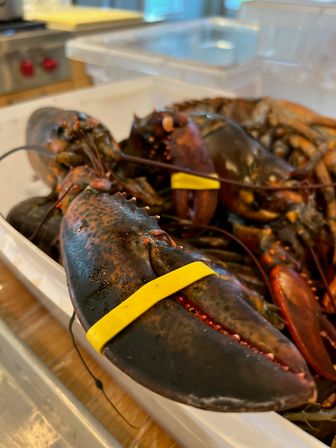 Close-up of live lobsters with yellow rubber bands on their large claws, packed in a white plastic tray at a seafood market or kitchen prep area.