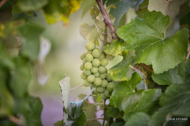 Close-up of a cluster of green grapes hanging on a vine, framed by large green grape leaves in a sunlit vineyard.