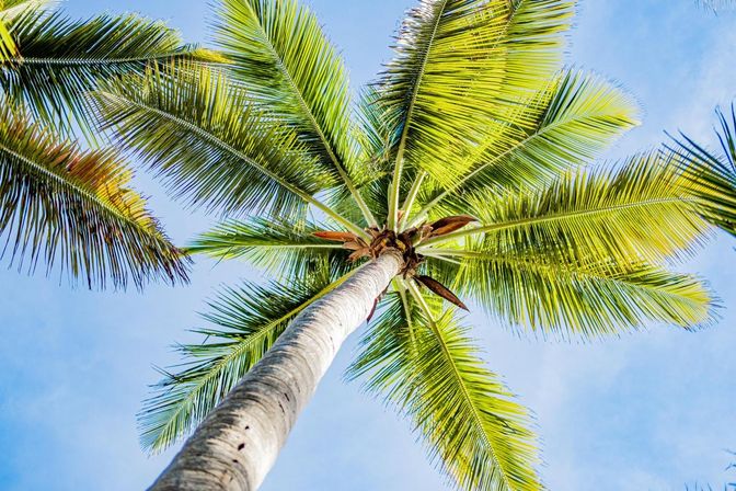 Worm’s-eye view of a tall tropical palm tree with bright green fronds fanning against a clear blue sky, sunlit beach vacation vibe.