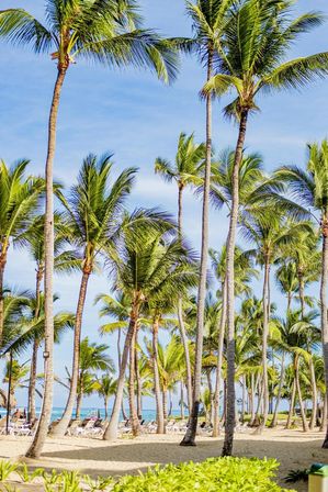 Sunny tropical beach with tall swaying palm trees, sandy shore, rows of lounge chairs and turquoise ocean beneath a clear blue sky.