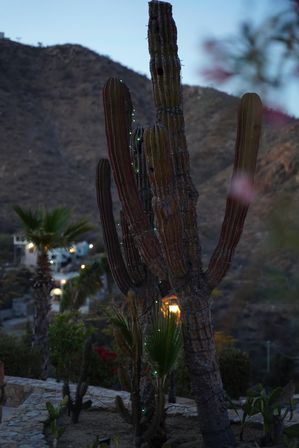 Columnar cactus wrapped in green fairy lights in a stone planter at dusk, with a mountainous desert backdrop and palm trees