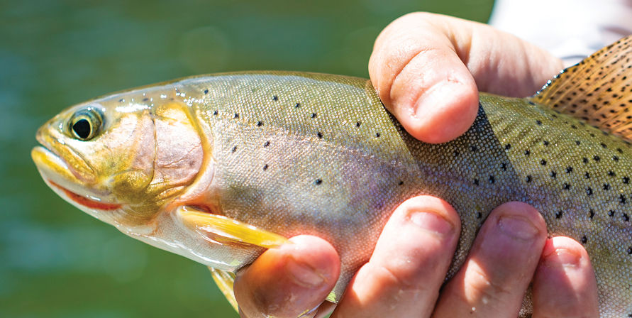 Close-up of a colorful spotted trout held in hands above green river water — a fresh catch from river fishing