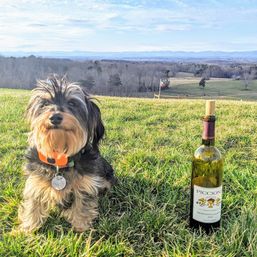 Shaggy small dog with an orange collar sitting on a grassy hill beside a wine bottle, overlooking rolling countryside and distant blue mountains.