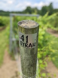 Weathered wooden vineyard post labeled "41 Syrah" marking a Syrah grape row with trellised vines blurred in the background