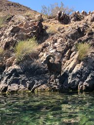 Bighorn ram with curled horns perched on a sunlit rocky desert shoreline above clear green water and arid hillside under a blue sky.