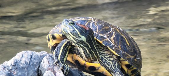 Half Day Kayak Tour to Emerald Cove image 15