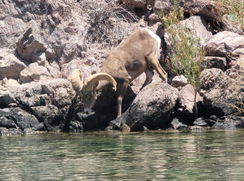 Desert bighorn ram with large curled horns drinking at a rocky riverbank, reflected in calm green water