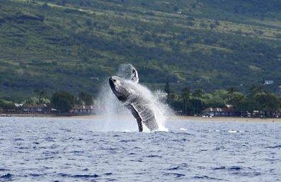 Humpback whale breaching dramatically out of the ocean near a tropical coastline with palm trees, beach houses and green hills in the background.