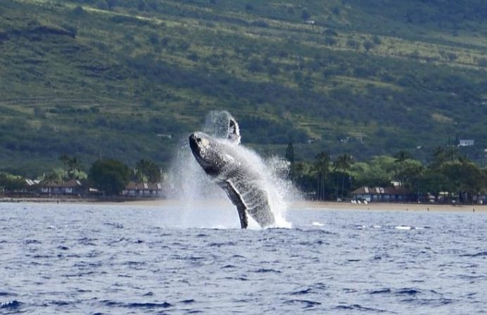 Humpback whale breaching dramatically out of the ocean near a tropical coastline with palm trees, beach houses and green hills in the background.