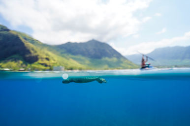 Split underwater/above-water shot of a sea turtle gliding just below crystal-blue water with a paddleboarder and lush coastal mountains in the sunny background.