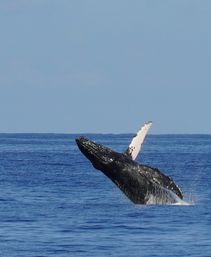 Humpback whale breaching in the open ocean, white pectoral fin visible as it splashes in deep blue water under a clear sky
