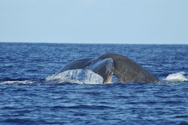 Humpback whale tail fluke lifting from the deep blue open ocean with water streaming off as the whale dives