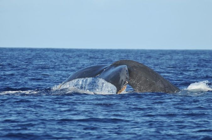 Humpback whale tail fluke lifting from the deep blue open ocean with water streaming off as the whale dives