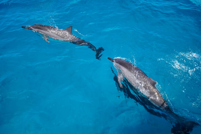 Top-down view of two playful dolphins gliding through clear turquoise ocean water, leaving splashes and ripples