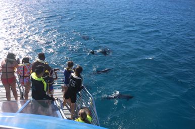 Tour boat passengers in life jackets leaning over a railing to photograph a playful pod of dolphins swimming near the surface of bright blue ocean on a sunny day.