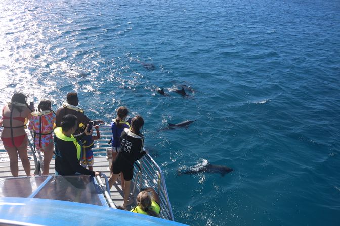 Tour boat passengers in life jackets leaning over a railing to photograph a playful pod of dolphins swimming near the surface of bright blue ocean on a sunny day.