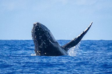 Playful humpback whale breaching in deep blue sea, barnacle-dotted head and long pectoral fin arcing above the water with a splash