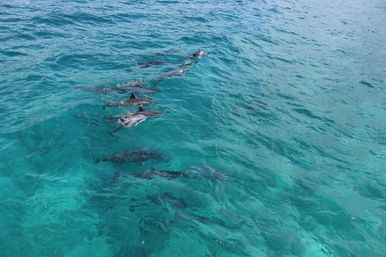 Aerial view of a pod of dolphins swimming near the surface in clear turquoise tropical ocean water