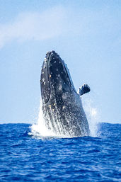 Majestic humpback whale breaching vertically in the open ocean, its dark body and pectoral fin rising through blue water with splashing spray against a clear sky.