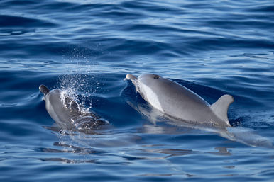 Two dolphins surfacing in calm blue ocean waters, one breaking the surface and spraying sparkling water — playful marine wildlife in the open sea.