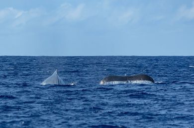 Two whale tails (flukes) rising from the deep-blue open ocean, water streaming off one tail against a wide pale-blue sky