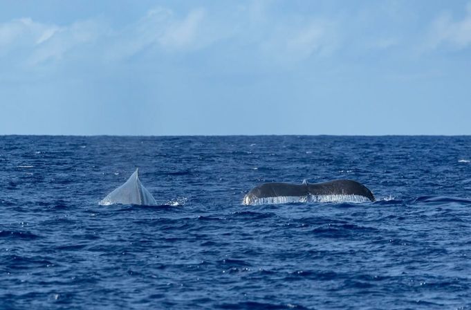 Two whale tails (flukes) rising from the deep-blue open ocean, water streaming off one tail against a wide pale-blue sky