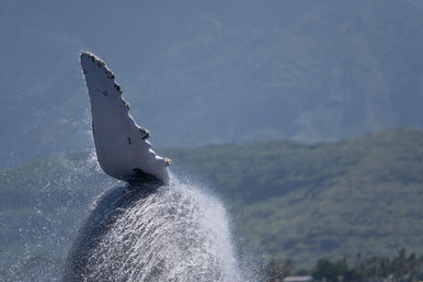 Humpback whale breaching with large white pectoral fin and a cascade of spray against lush green coastal mountains