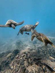 Three sea turtles gliding above a rocky coral reef with small fish in clear blue tropical ocean water — underwater snorkeling marine life scene