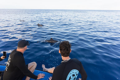 Two passengers in wetsuits on a small boat watching dolphins swim and show dorsal fins in the clear deep-blue open ocean.
