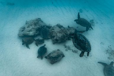 Underwater view of a group of sea turtles resting around coral on a shallow sandy seabed in clear turquoise tropical water