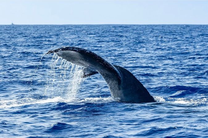 Whale fluke arching above the deep-blue open ocean with water streaming off the tail, dynamic marine wildlife scene.