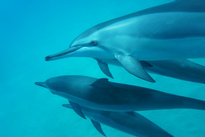 Pod of sleek dolphins swimming underwater in clear turquoise water, close-up of their streamlined bodies and beaks.