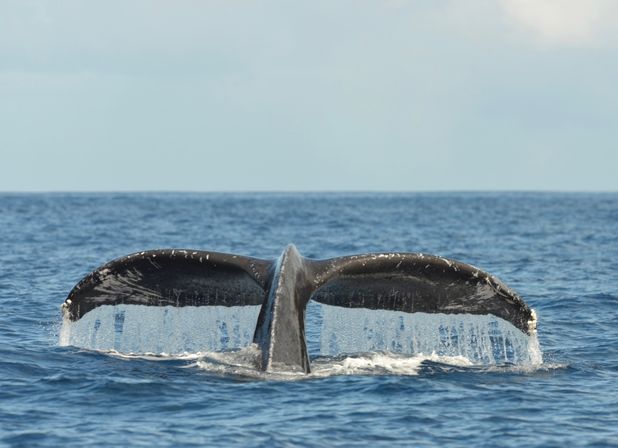 Majestic humpback whale tail (fluke) lifting from the open blue ocean with water cascading off its edges