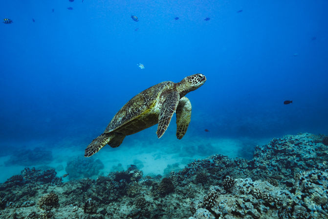 Green sea turtle gliding gracefully above a coral reef in clear blue tropical ocean water, surrounded by small reef fish — underwater wildlife scene.