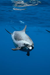 Curious pilot whale swimming toward the camera in deep blue open ocean — underwater photo of a marine mammal and ocean wildlife.