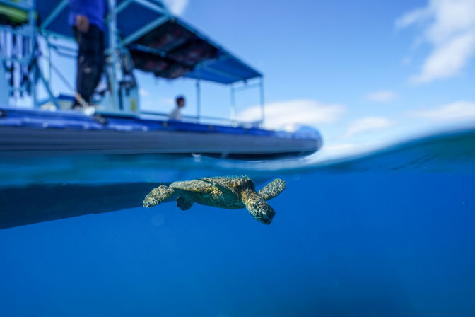 Split-level photo of a green sea turtle swimming at the surface beneath a snorkeling tour boat in clear tropical blue ocean water.