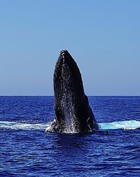 Humpback whale rising vertically out of the deep blue open ocean, water streaming off its ridged head against a clear blue sky — dramatic whale breaching scene