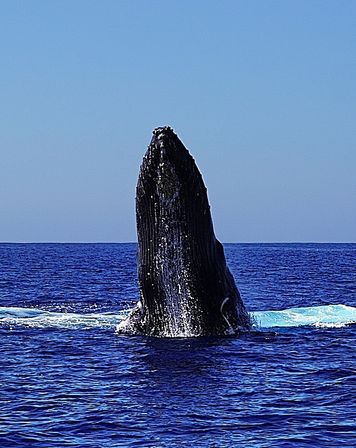 Humpback whale rising vertically out of the deep blue open ocean, water streaming off its ridged head against a clear blue sky — dramatic whale breaching scene