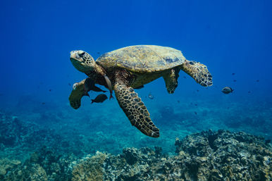 Green sea turtle gliding over a sunlit tropical coral reef with small reef fish and clear blue water