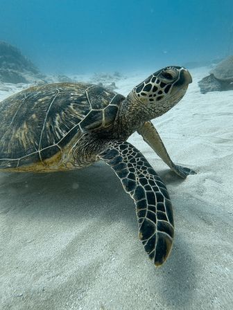 Close-up of a green sea turtle resting on a sandy seafloor in clear blue tropical water, showcasing its patterned shell and flipper — underwater marine life scene.
