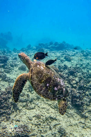 Green sea turtle gliding over a sunlit tropical coral reef with two black reef fish hitchhiking on its shell in clear blue water
