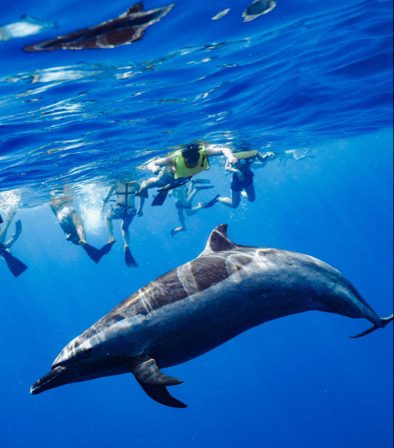 Wild dolphin gliding below snorkelers wearing fins and life jackets in clear bright blue tropical ocean water